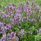 Reiter Creeping Thyme